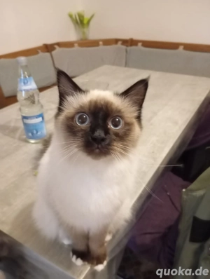 Zwei Heilige Birma Kater