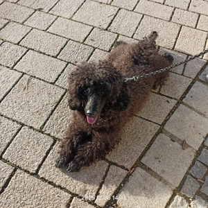 Zwerg Pudel - ein Junge 