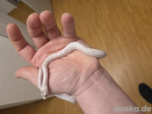 Palmetto Kornnattern 