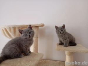 Vier wunderschöne reinrassige BKH BLH Kitten ( zwei Weibchen sind noch da)