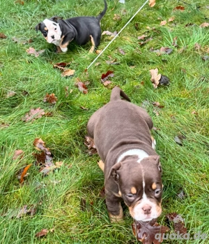 new english bulldog  oeb 