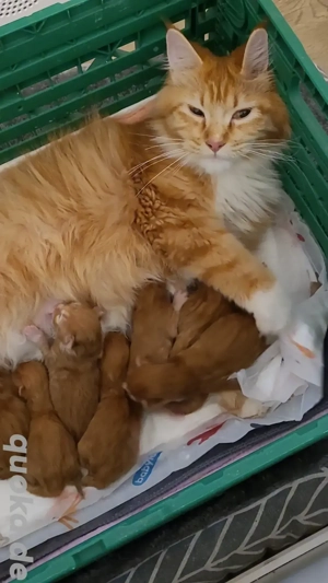 Main Coon XL baby katzen