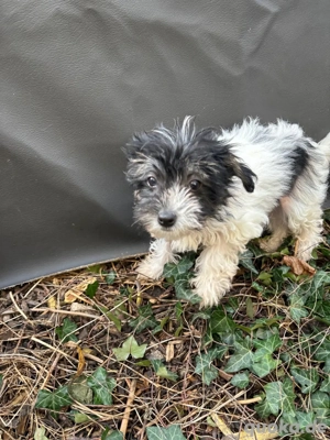 Eyla-Chinesischer Schopfund für besondere Menschen