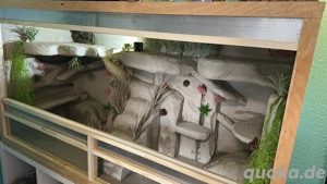 Terrarium mit Leopardgeckos