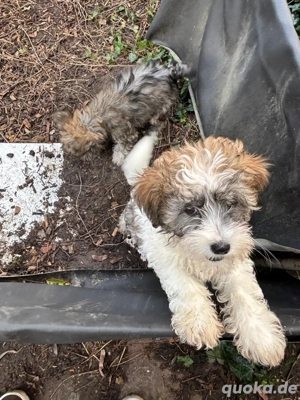 Easy- Chinesischer Schopfhund Powerpuff zum Verlieben