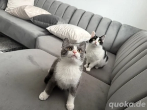 BKH mix Kater abzugeben