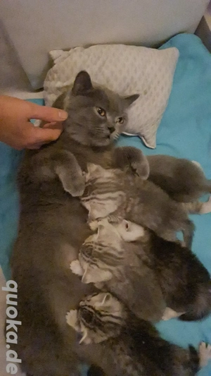 Whiskas und Silver Shaded BKH Kitten