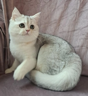 Bkh silver black shaded mädchen  