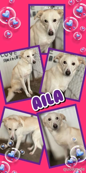 wunderschöne Hündin "Aila" sucht dringend ein Zuhause, wer hat ein Körbchen frei ?