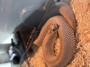 Hakennasennatter Weibchen Superarctic Superconda het Albino 66%ph Axanthic