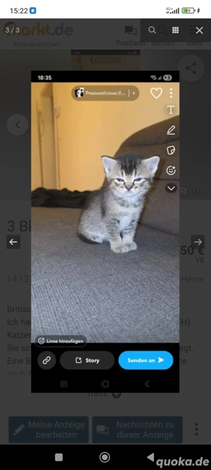  wunderbare Kätzchen abzugeben 