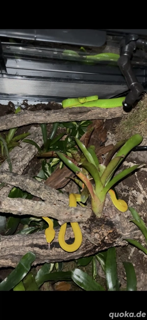 Trimeresurus Albolabris Pärchen 2023, Bambusotter