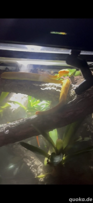 Trimeresurus Albolabris Pärchen 2023, Bambusotter