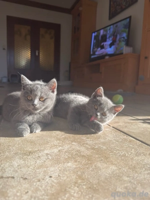 BKH Kitten sucht ein Zuhause