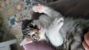 2 kleine Kater ca. 14 Wochen alt