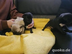 Mopswelpen retromops mit stammbaum dürfen umziehen. (Tel. o Zap: 0178 7499770)