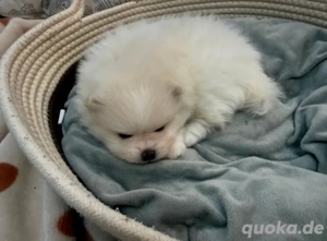 Weiß-Cremig Pomeranian Zwergspitz, Spitz Welpe (weiblich)