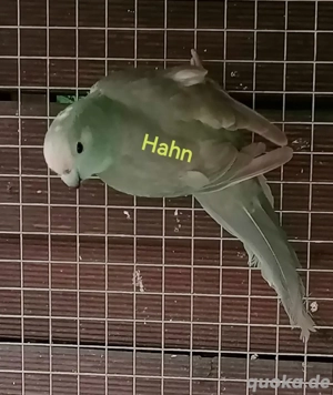 Ziegensittich Pärchen 