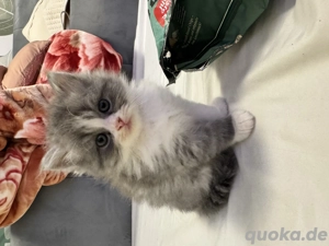 Britisch Langhaar Kitten