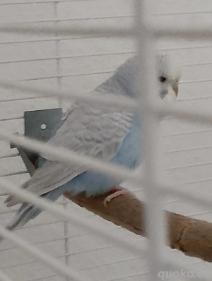 Zahme Wellensittiche