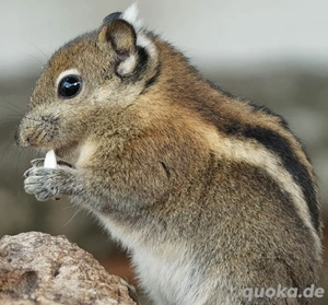 Suche mind. 1,1 Ch.Baumstreifenhörnchen