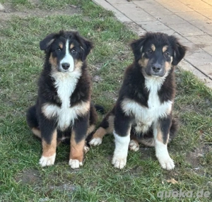 Bezaubernde Australian Shepherd Welpen mit ASCA Application Impf. Chip und EU Pass