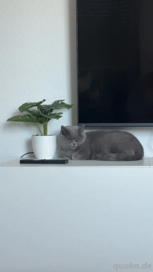 Reinrassige BKH weibchen