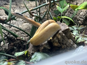 1,1 Orthriophis t. Ridley Schönnattern Cameron Highlands CB 23 