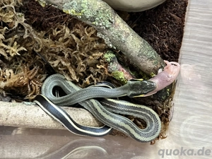 0.1 Orthriophis t. grabowski Sumatra Schönnatter, selten