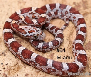 Kornnatter NZ 2026 Miami het. Sunkissed 