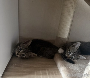 2 Katzen Mädchen 