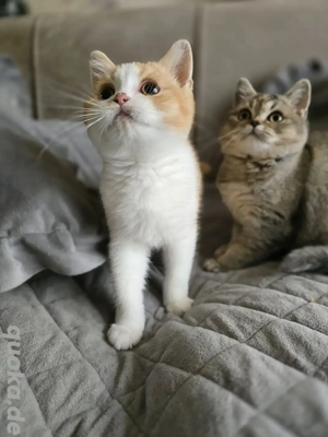 BKH Kitten zuverkaufen