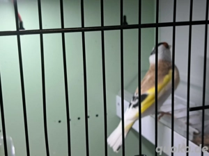 Stieglitz major sceke 