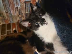 Maine Coon Mix Kitten noch ein Mädchen 