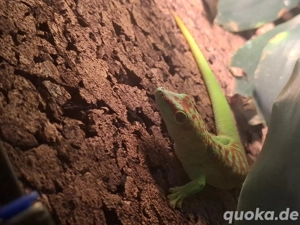 Geckos Taggecko Madagaskar Taggecko