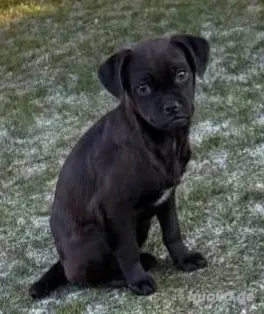 Mopsmix Loui sucht liebevolles Zuhause 