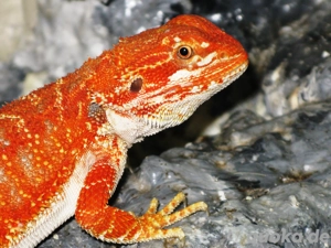 Farbintensive Bartagame Männchen (M a) Farbe: rot ca. 25 cm (Versand möglich) 