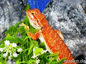 Farbintensive Bartagame Männchen (M a) Farbe: rot ca. 32 cm (Versand möglich) 