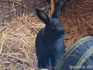Kaninchen Zwergkaninchen Bock 