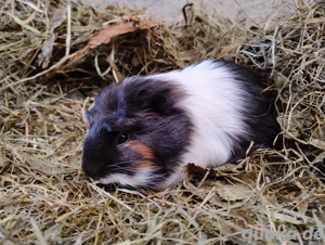 Meerschweinchen Weibchen 