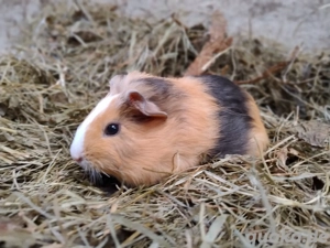 Meerschweinchen Bock verschiedene Böcke