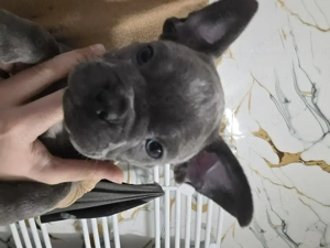 Französischer Bulldogge WelpeAbgabebereit 