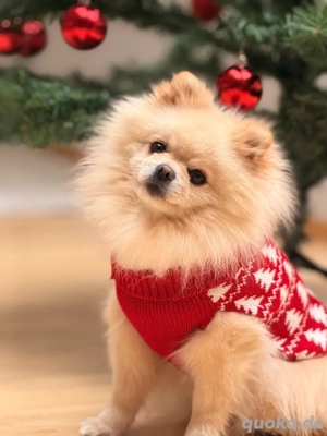 zwergspitz deckrüde 