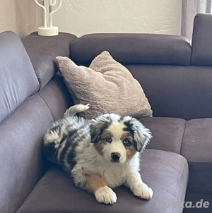 3 Monate alte Border-Collie-Welpen   verantwortungsvolle Adoption