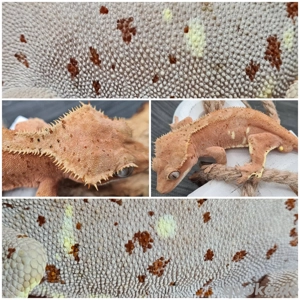 Komplett Abgabe: Terrarien, Zubehör, Tiere... Kronengecko Zuchtaufgabe   Hobbyaufgabe C. ciliatus