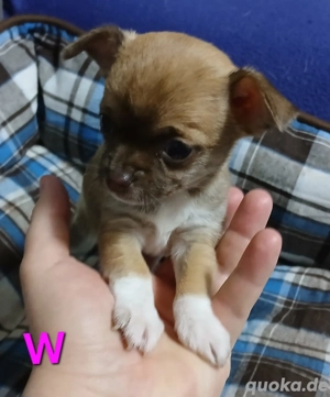 Chihuahua Welpen 