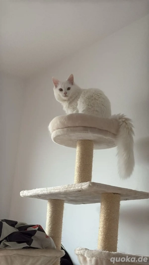 Reinrassiger Maine Coon Deckkater