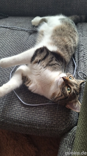 Zodiac & Venus   verschmuste Geschwisterkatzen suchen liebevolles Zuhause mit Balkon