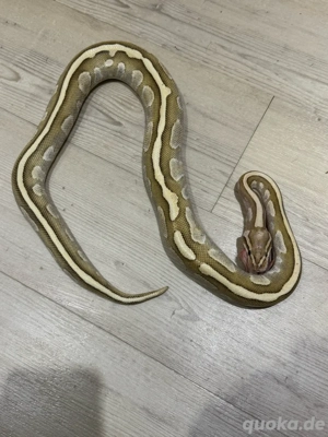 verkaufe meine Königspython