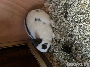 Kaninchen männlich 8 Monate 